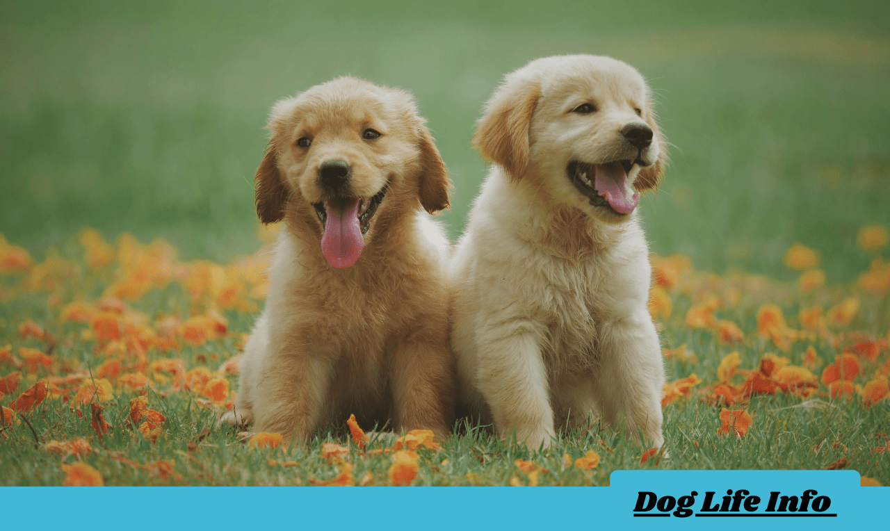 Puppy Mill Dog Behavior Problems The Importance of Patience and Consistency
