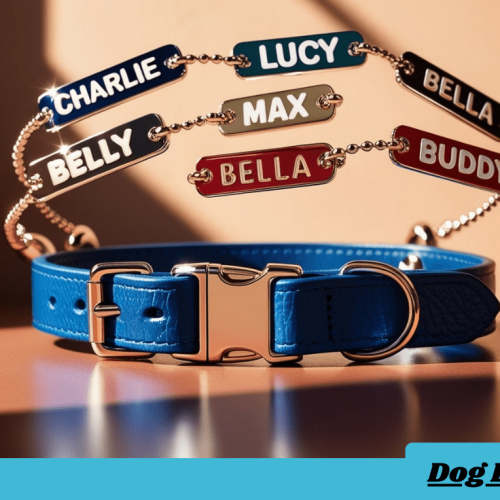 dog collar with name