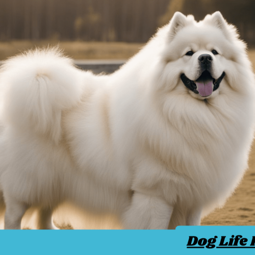 Big Dog Fluffy Breeds