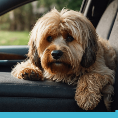 how to remove dog hair from car