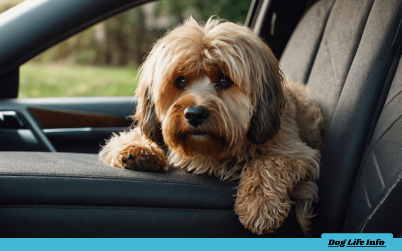 how to remove dog hair from car