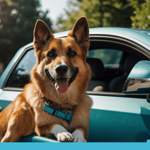 how to keep a car cool for dogs