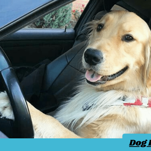 Get a Large Dog into a Car