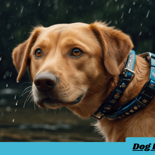 waterproof dog collars